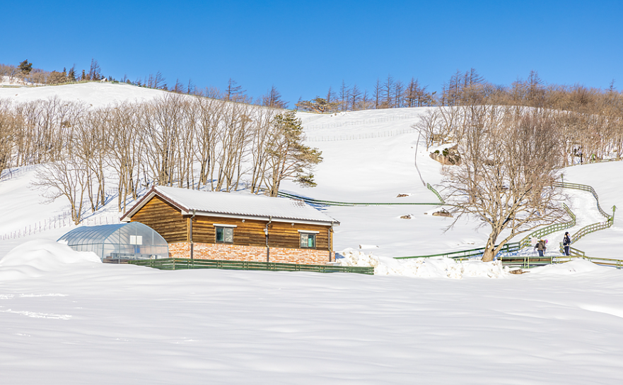 대관령 양떼목장