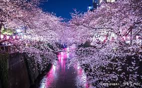 서울 벚꽃 명소