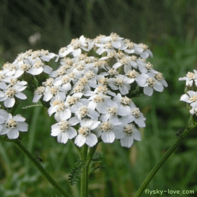 야로우 오일 (Yarrow Oil)