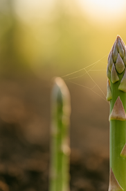 아스파라거스 효능