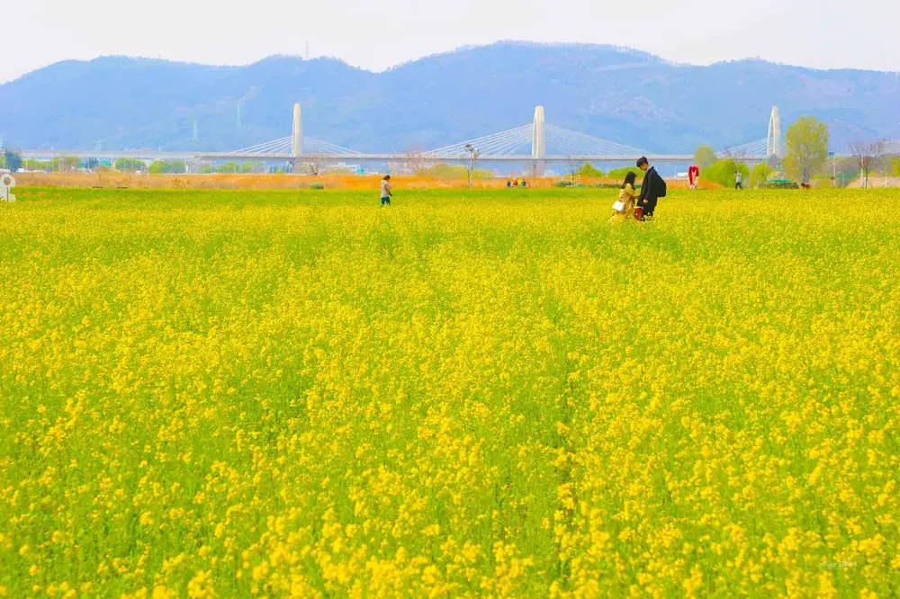하중도(금호꽃섬) 유채꽃