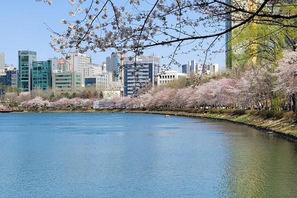 2025년 서울 벚꽃 명소 추천 (여의도 제외)