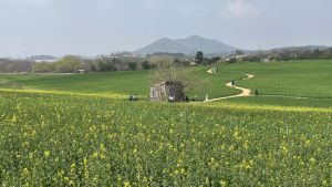 고창 청보리밭 실시간 개화 상황
