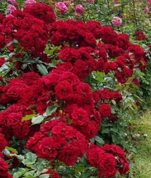 석모도 자연휴양림 숲나들e 국내 여행지 추천 관련 사진