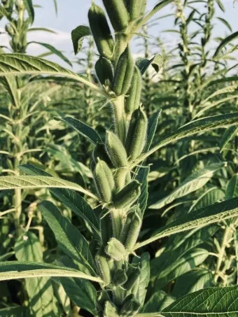 참깨 파종시기 재배방법 남부 중부_10