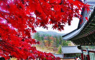 가을단풍 단풍버스 당일여행