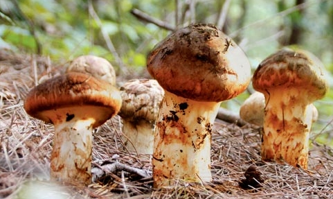 송이버섯 먹는법