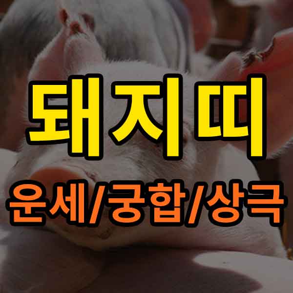 돼지띠 운세/궁합/상극 - 썸네일