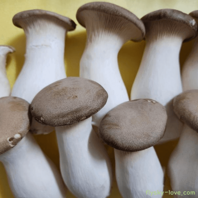 비타민이 풍부한 새송이버섯