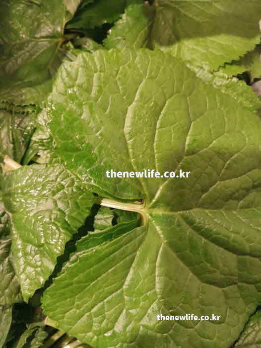 곰취 효능 간 기능 개선 리굴라론 성분