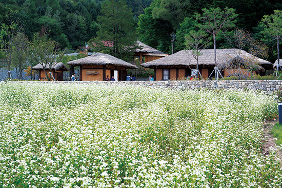 국내 가을 단풍 여행 TOP 4