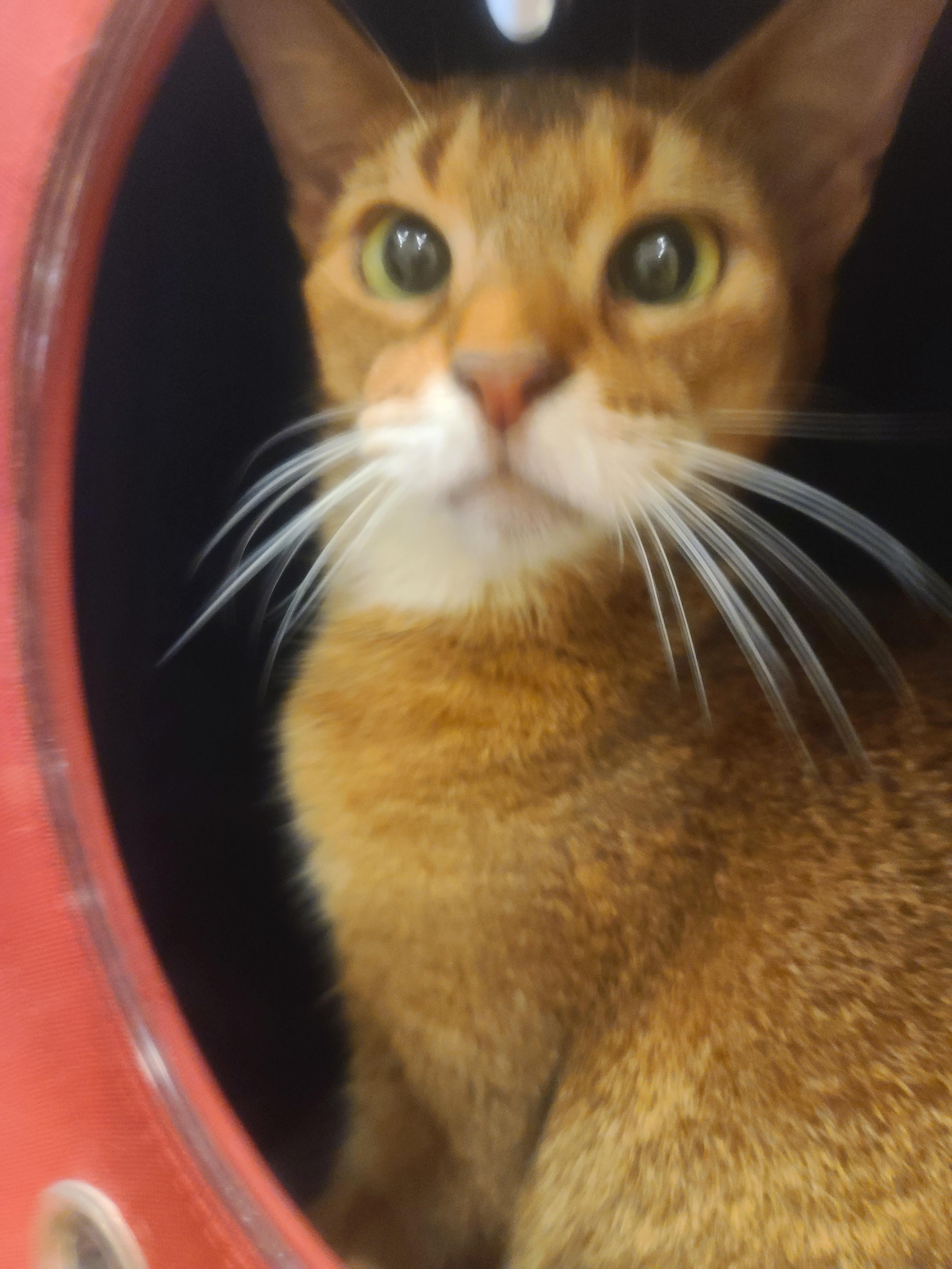 아이들 동물병원 다녀온 썰 & 기록. 스압주의(과잉진료 안하는 병원, 좋은선생님, 내가써본 이동장중 위험한 이동장등)