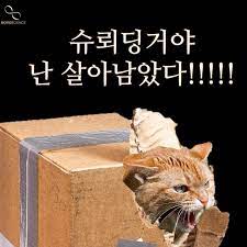 슈뢰딩거의 고양이: 양자역학의 패러독스