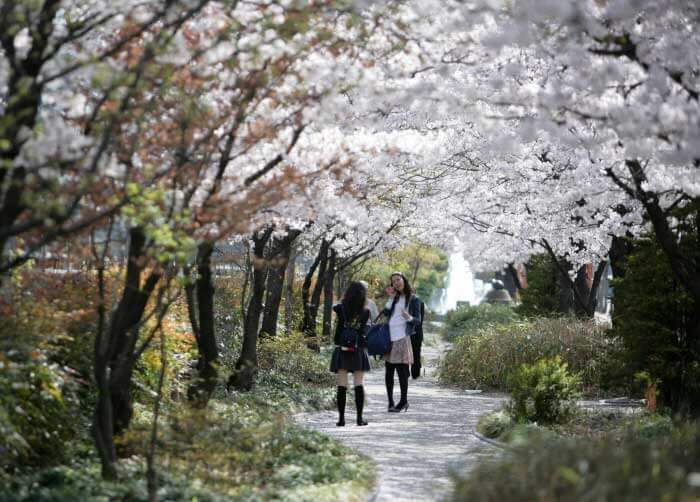 두류공원 벚꽃 길