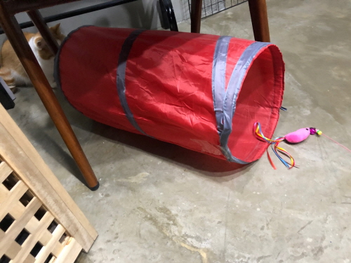 고양이장난감솔직후기