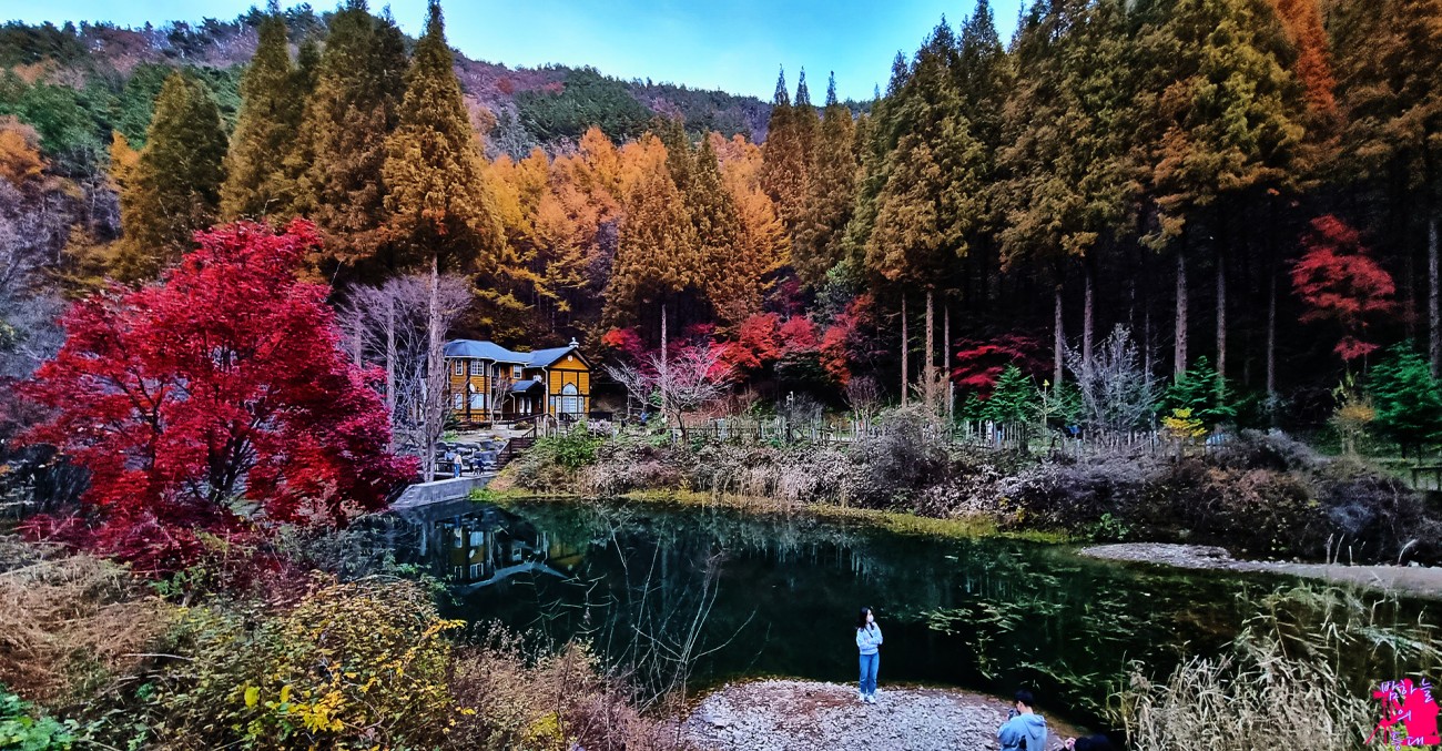 숲 치유(Therapy): 피톤치드가 우리 몸에 미치는 긍정적 영향