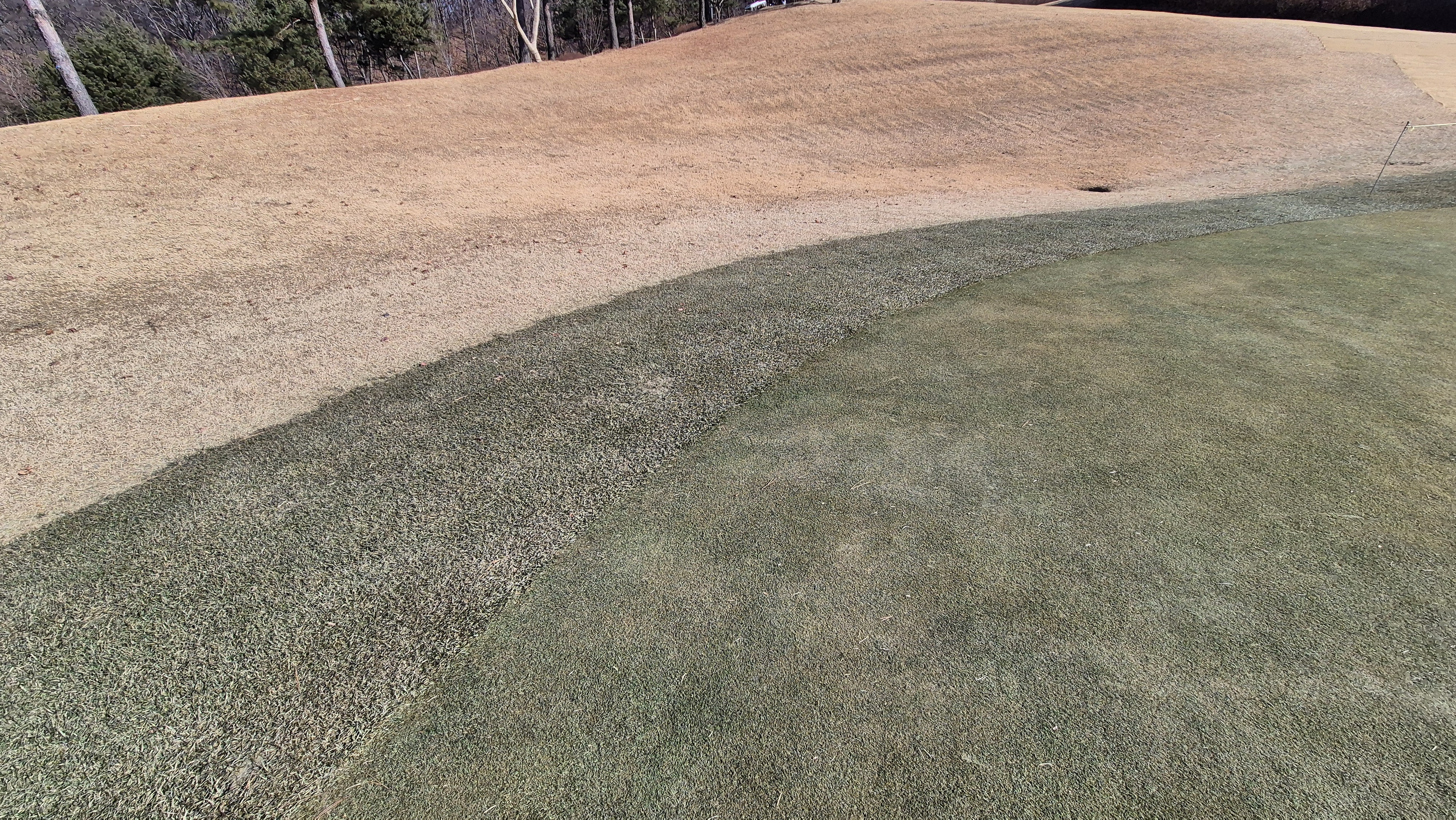 더크로스비gc 아리아-샬롯 코스 그린관리상태