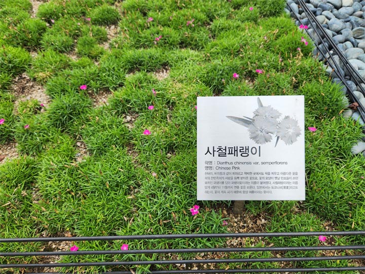 사철패랭이 안내표지