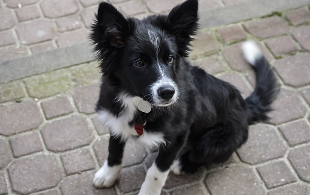 견주를 바라보고 있는 강아지