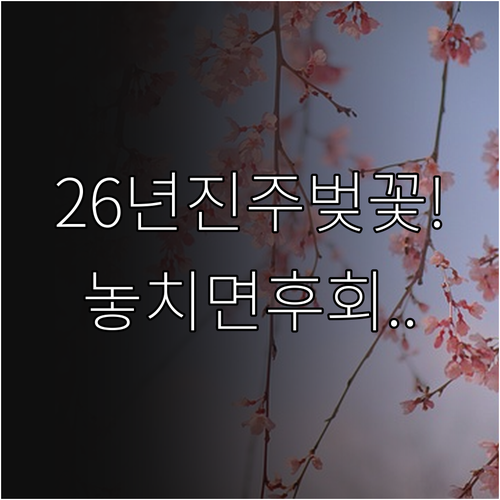 2026년 진주 벚꽃 만개 시기와 나..