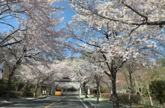 마산 벚꽃 명소