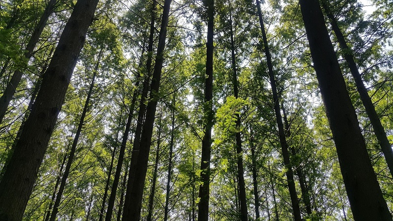 메타세콰이어 숲