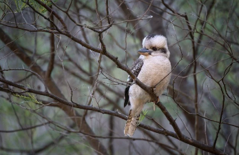 감자 수확시기 타이밍과 방법 21