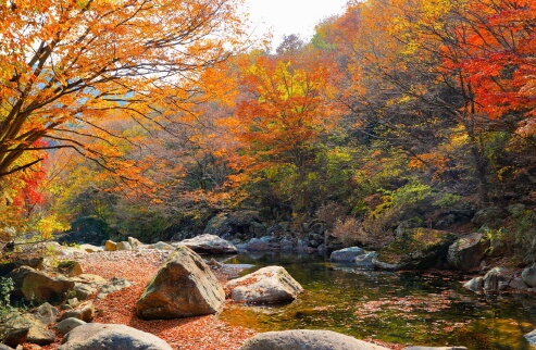 전라도 가을 여행지 추천 : 단풍으로 물든 힐링 코스 10선 (2025 최신판)