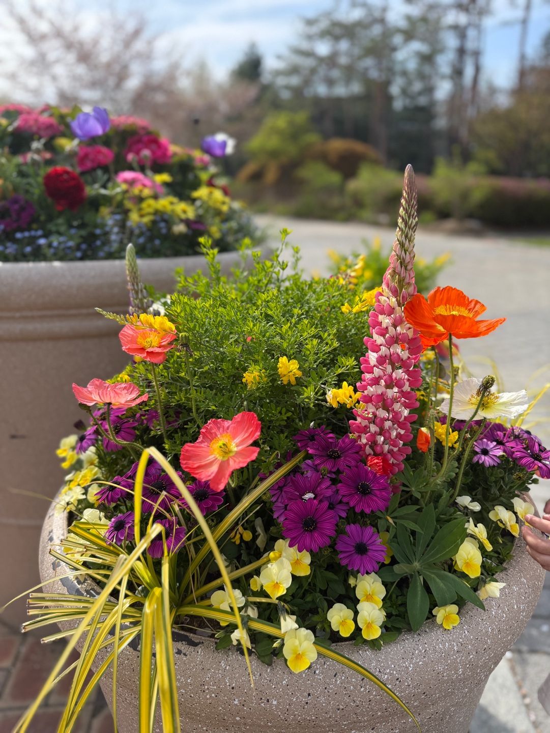 성남시청 화단 꽃 조경 다양한 색감 아이 관찰 활동 공간