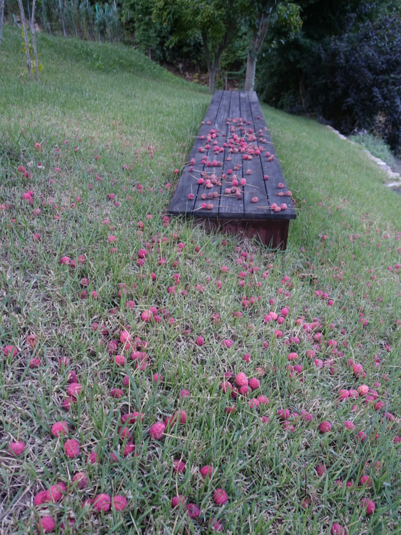 특색있고 아름다운 민간 정원 30선 추천 여행 - 12. 인제 찍박골 정원