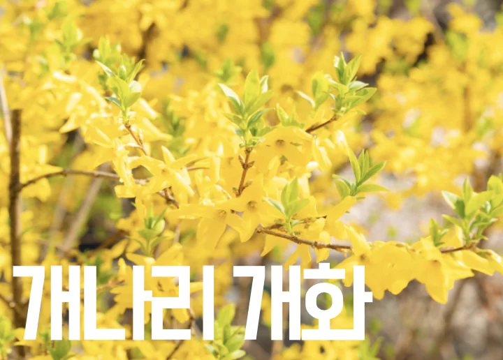 개나리 사진