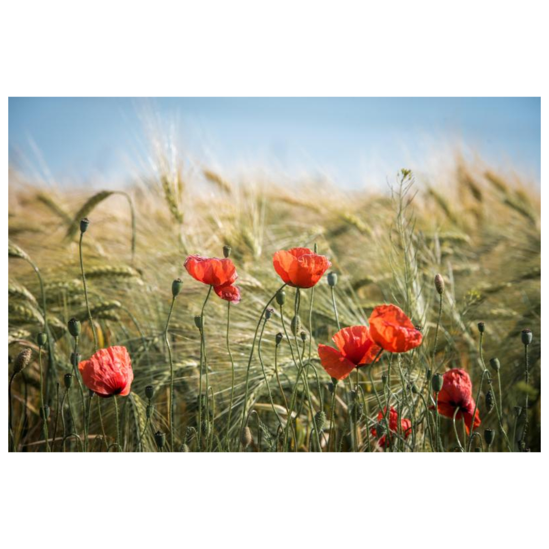 우엉차와 관련된 사진입니다.