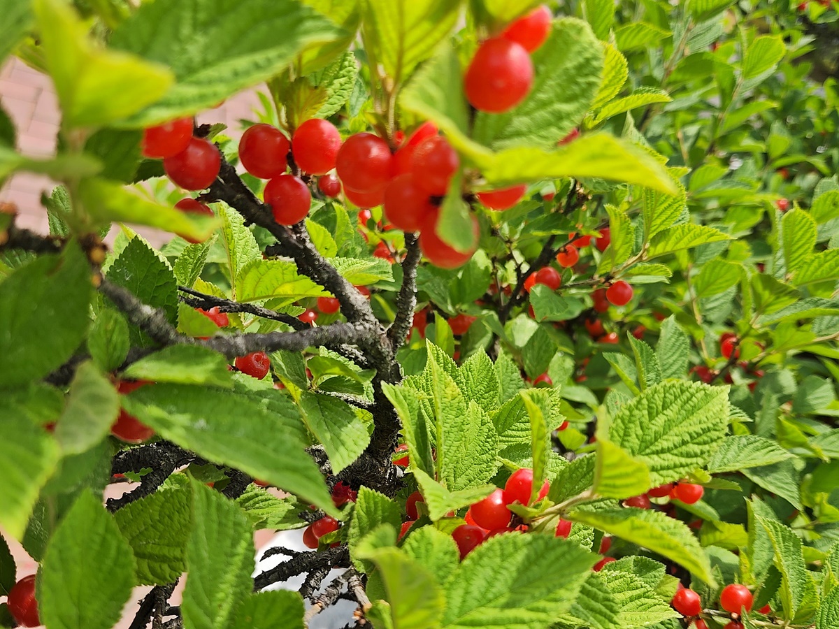 앵도나무(앵두나무)