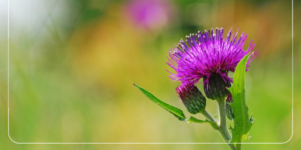 밀크시슬의 항산화 작용과 면역력 강화3
