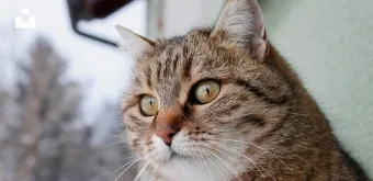 고양이 사진 실내 소음 최소 초점 고정 눈빛 살리기_14