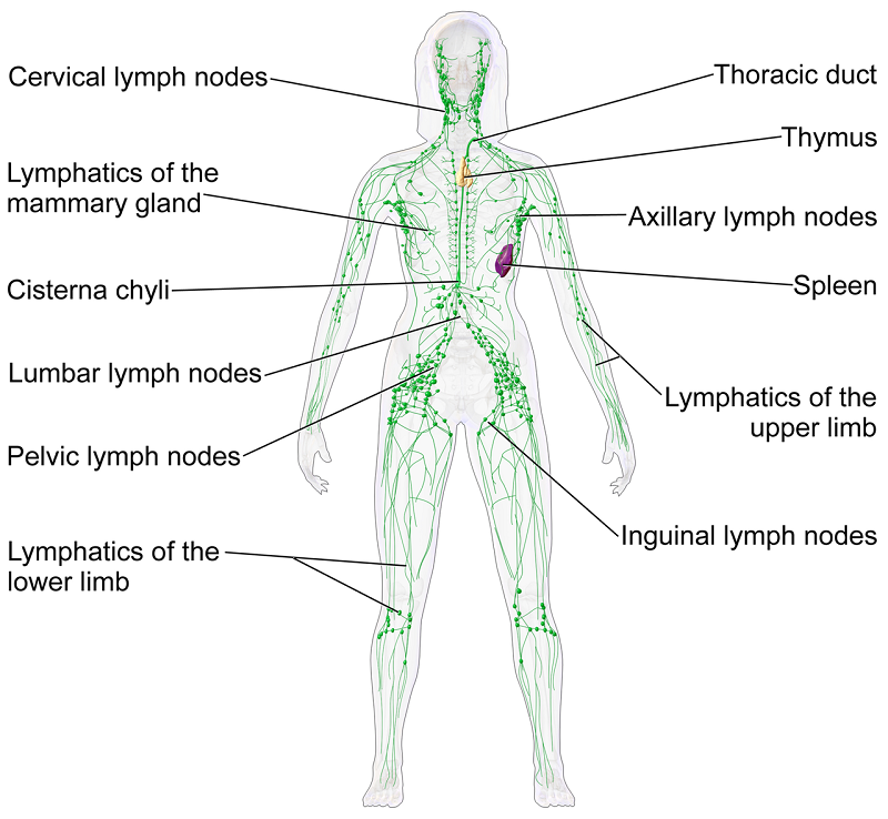 Lymphatic_system