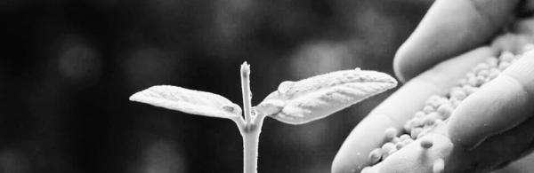 화분 비료 필수 지식 4가지