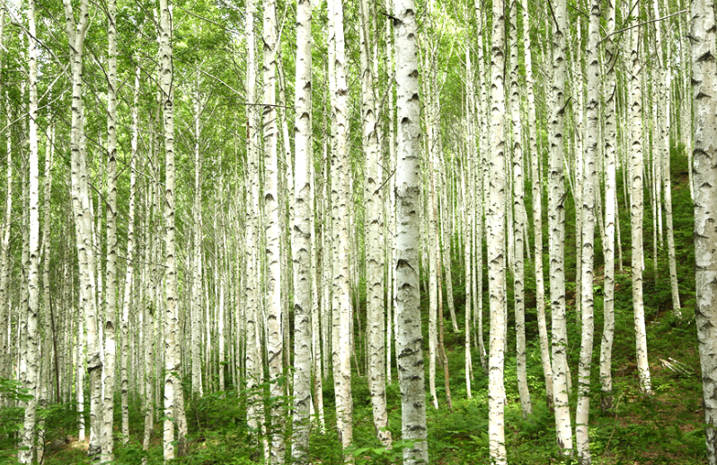 인제 원대리 자작나무숲