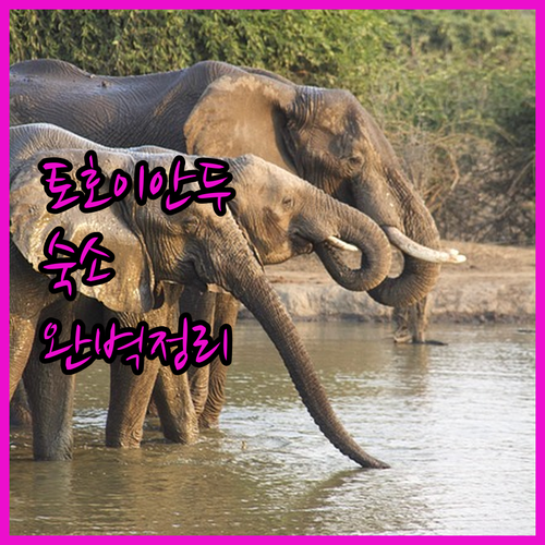 남아공 크루거 국립공원 관문 토호이안..