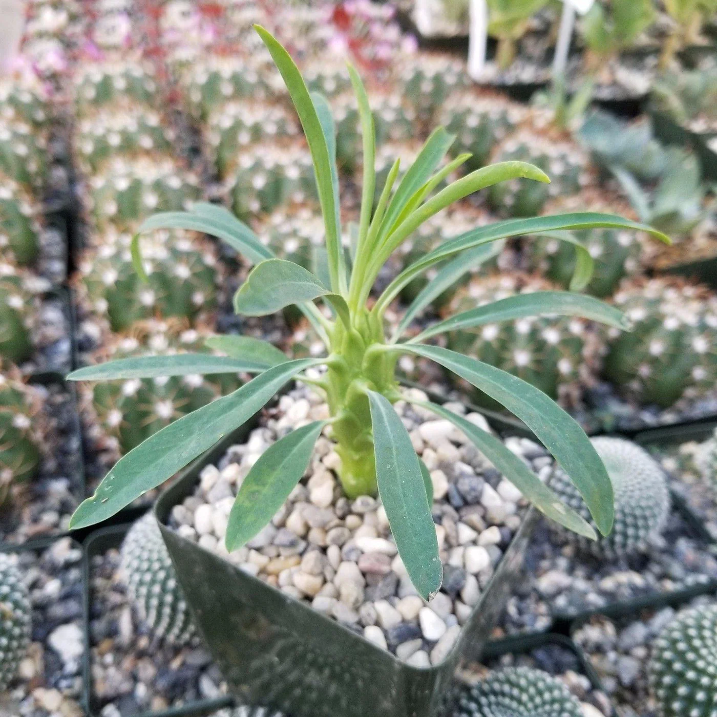 괴마옥 기르기 키우기 번식 다육 물주기 자르기 꽃 옷자람 분갈이