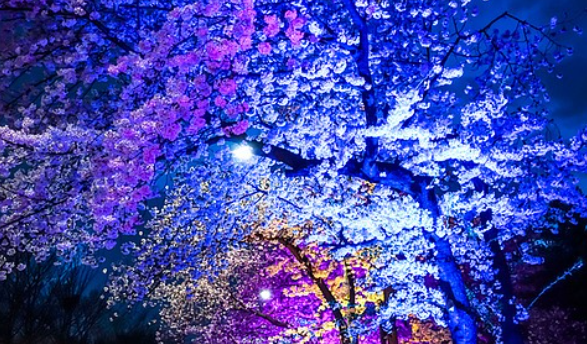 벚꽃 개화시기 2025