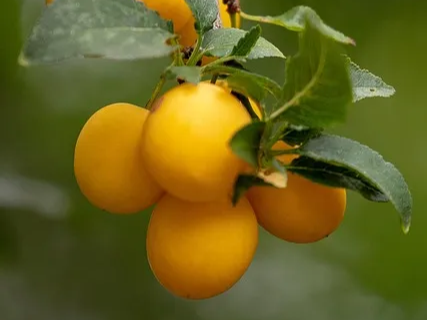 건강 과일 매실