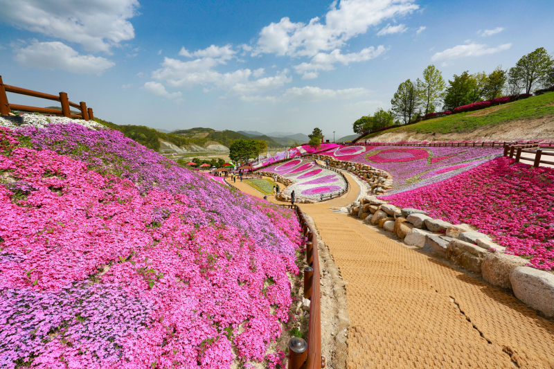 [4월~ 5월 축제]산청 꽃잔디 축제 &amp; 철쭉❘꽃잔디, 철쭉 개화 상황, 생초국제조각공원의 모습