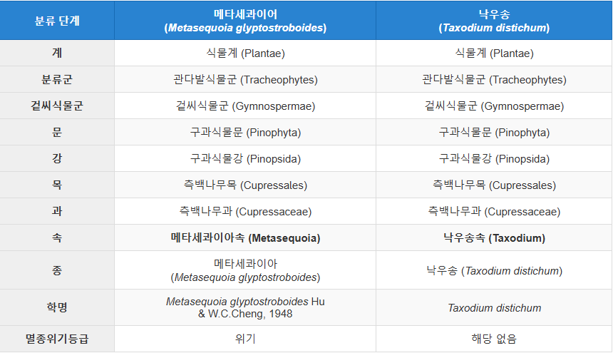 분류 단계 메타세콰이어
(Metasequoia glyptostroboides) 낙우송
(Taxodium distichum)
계 식물계 (Plantae) 식물계 (Plantae)
분류군 관다발식물군 (Tracheophytes) 관다발식물군 (Tracheophytes)
겉씨식물군 겉씨식물군 (Gymnospermae) 겉씨식물군 (Gymnospermae)
문 구과식물문 (Pinophyta) 구과식물문 (Pinophyta)
강 구과식물강 (Pinopsida) 구과식물강 (Pinopsida)
목 측백나무목 (Cupressales) 측백나무목 (Cupressales)
과 측백나무과 (Cupressaceae) 측백나무과 (Cupressaceae)
속 메타세콰이아속 (Metasequoia) 낙우송속 (Taxodium)
종 메타세콰이아
(Metasequoia glyptostroboides) 낙우송 (Taxodium distichum)
학명 Metasequoia glyptostroboides Hu
& W.C.Cheng, 1948 Taxodium distichum
멸종위기등급 위기 해당 없음