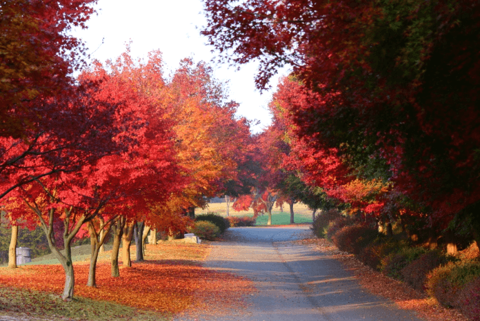 천안독립기념관-단풍나무숲