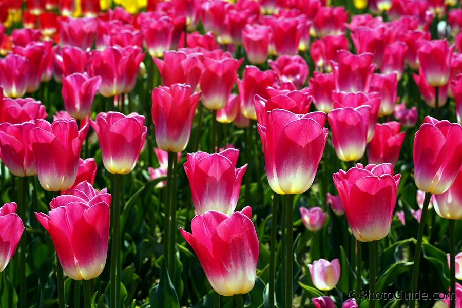 신안군-임자도-섬-튤립축제