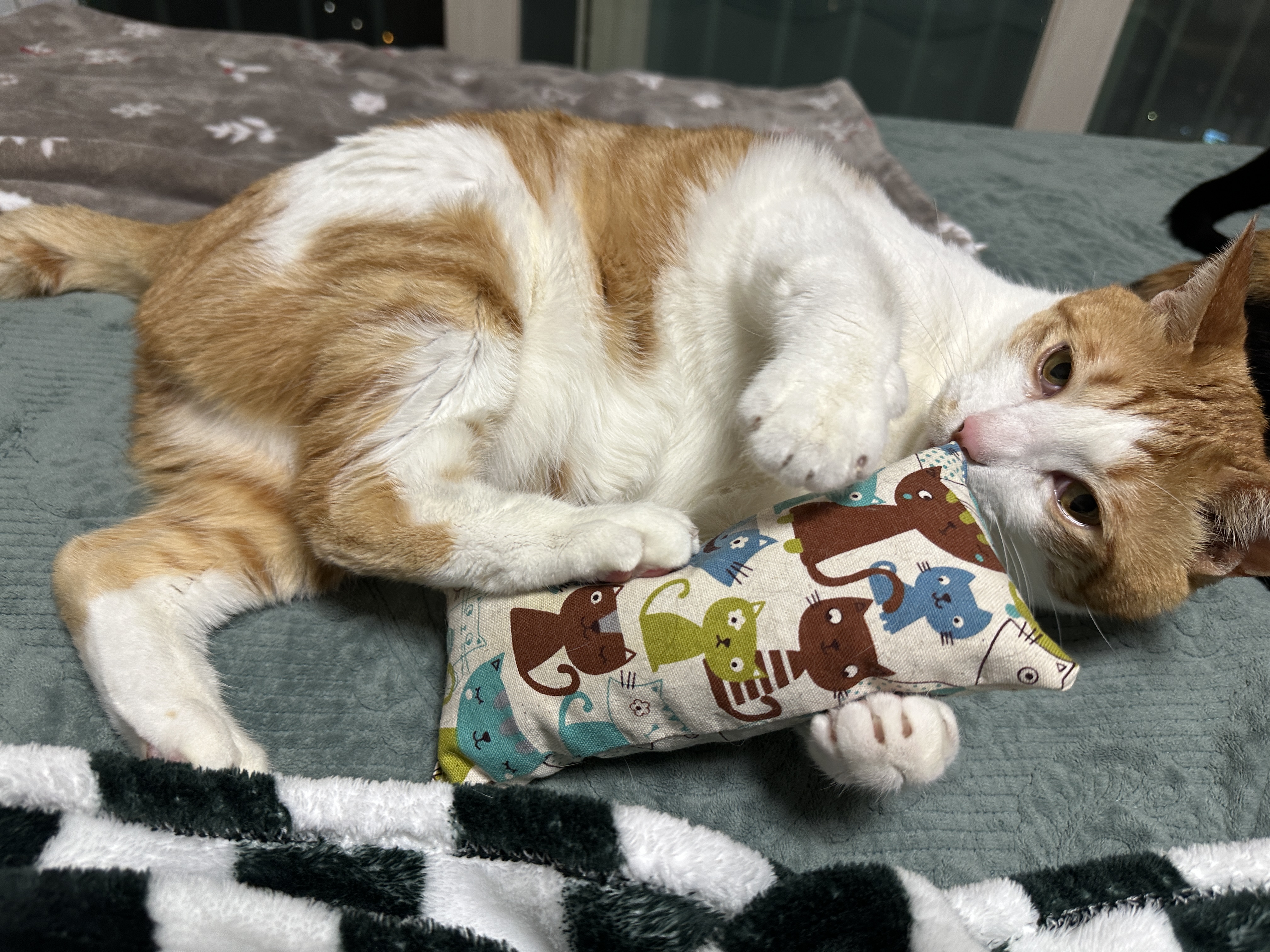 막둥이는 뭘 해도 아기 같다 (feat. 졸린 막둥이의 뒷발팡팡)