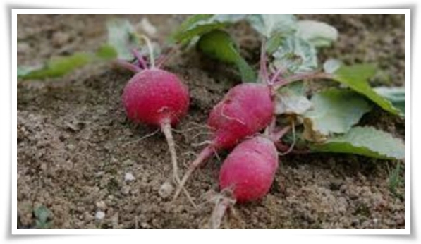 &quot;9월에 심기 좋은 텃밭 작물&quot; 풍성한 수확을 위한 최고의 작물 선택과 관리 비법!