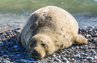 잠이 많은 사람들의 특징과 원인