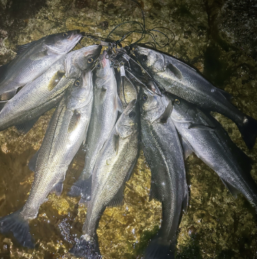 농어 여러마리가 꿰미에 걸려있는 사진